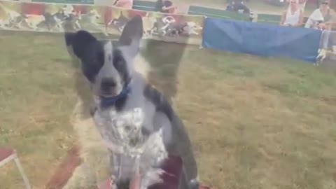 Dogs perform unbelievable tricks