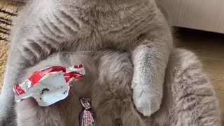 Cat Caught with Candy