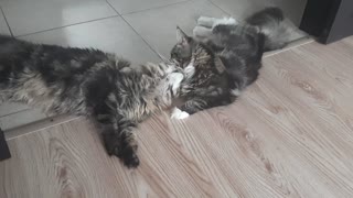 Maine coons lick each other