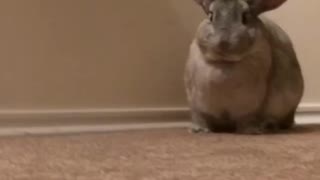 Bunny Flop