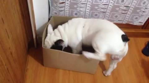 French Bulldog channels inner cat with new box