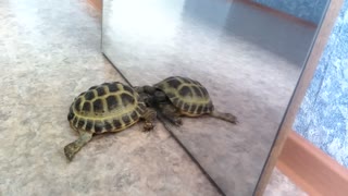 Turtle tries to make contact with his mirror reflection