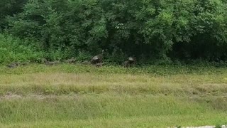 Wisconsin Wild Turkey