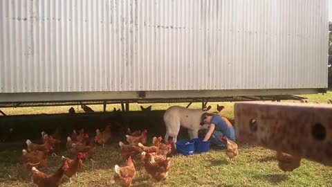 Farm dog helping collect chicken eggs