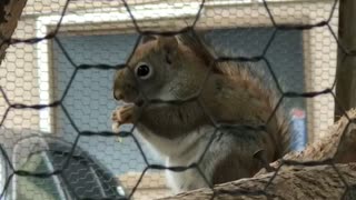 A cute squirrel is eating acorns.