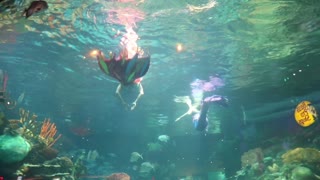 Mermaids swimming in an aquarium.