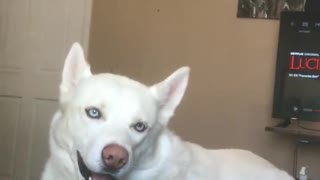 Husky freaks out when he hears special word