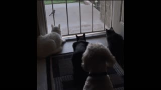 Gif video of cats scare