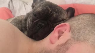 Frenchie puppy keeps owner awake with his loud snoring