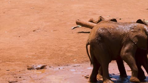 Baby elephants playing in the-mud