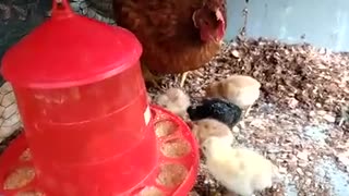 Mama hen and her babies
