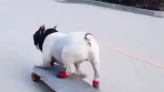 Fastest skateboarding bull dog