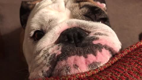 Bulldog Pulls Puppy Eyes To Let Owner Know It Is Time For His Beauty Sleep