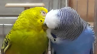 True Love Is Parakeet Birds :)