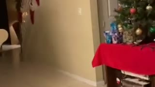 A dog’s Christmas