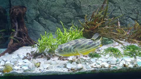 Big Puffer Eating Clams! Freshwater Fahaka Puffer Fish