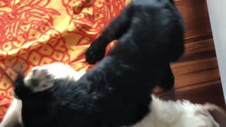 Brother and Sister puppy doodles sparring