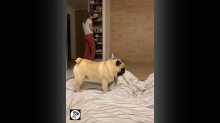 Cute Dog Videos | Pets Funny movement