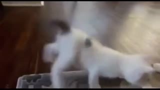 Little kitten dancing