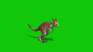 green keying kangaroo beating walking compound