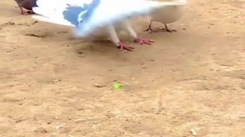 Super cute pigeon doing stunts