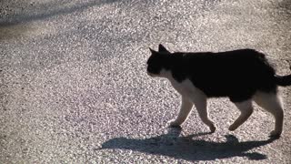 Intelligent cat crossing the road