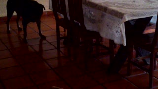 Dogs playing magpie