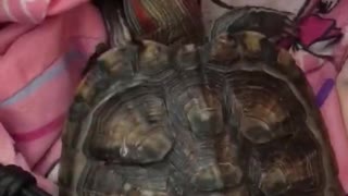 Active turtle 龜龜扭啊扭
