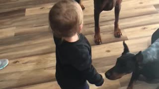 Toddler Teaches Dogs to Sit