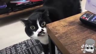 Cats Talking! These cats can Speak English better than Hooman