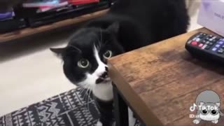 these cats can speak english better than me