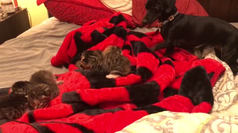 Sweet Dachshund Falls In Love With Newborn Kittens Upon Introduction