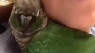Parrots taking nap