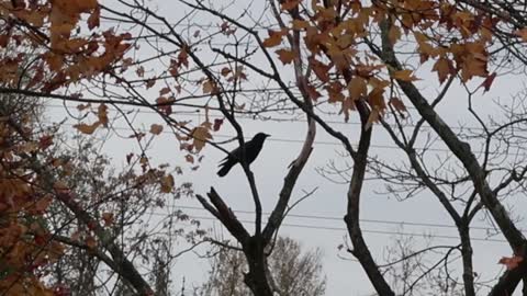 A cawing crow