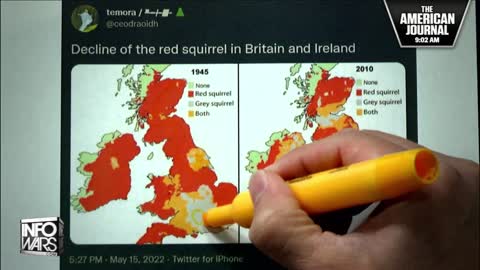 BREAKING : Replacement Migration Decimates UK Population… Of Red Squirrels.