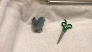 How to Clip a Parrot's Wings- Easy Steps!