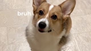 Corgi can't contain excitement at the sound of a crinkled water bottle