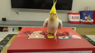 Dancing cockatiel performs the cutest dance you'll ever see
