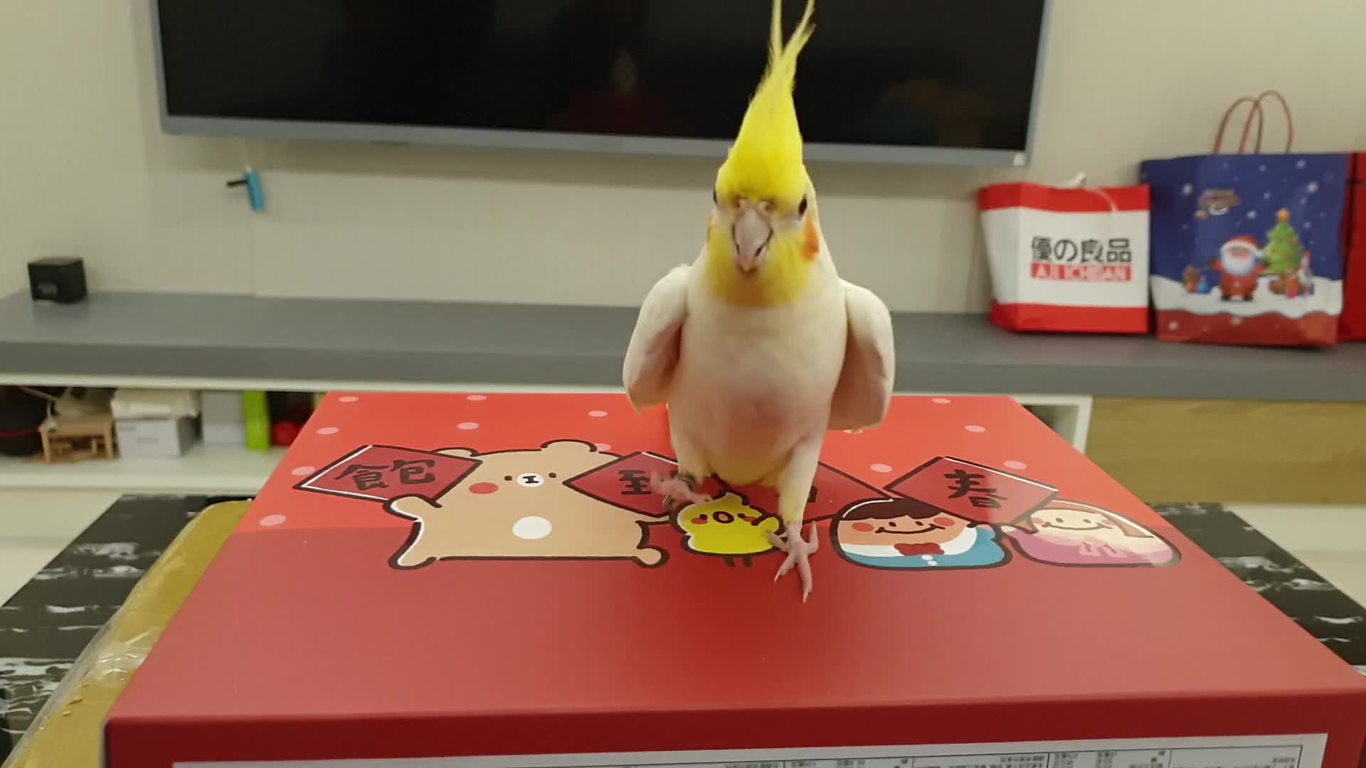 Dancing Cockatiel Performs The Cutest Dance You'll Ever See