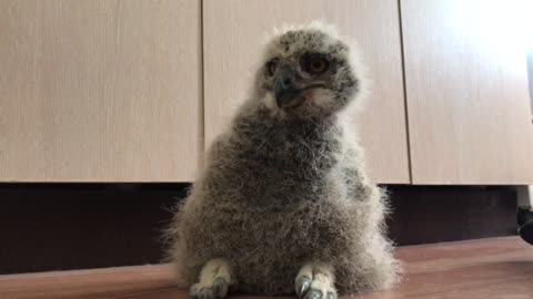 Baby eagle owl