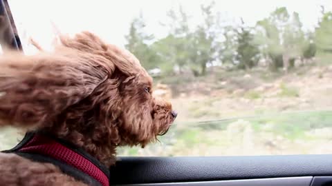 Spaniel goes to the country.