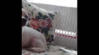 Adorable Puppy Talking and Arguing With her Humans