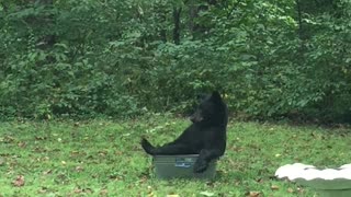 A Black Bear Relaxes in a Tub of Water