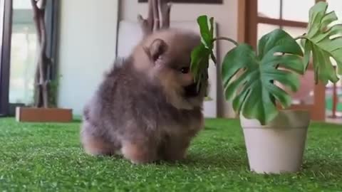 GOOD THINGS COME IN TINY PACKAGES,Cutest DOG EVER