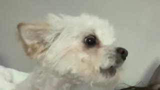Singing Doggy Howls Along With Owner's Song