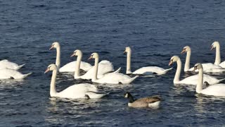 Swans Swimming Together