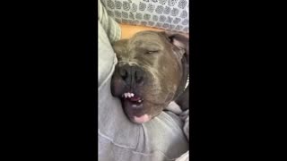 Dog sleeping with owner