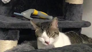 Cat Licking Blanket Gets her Tongue Caught