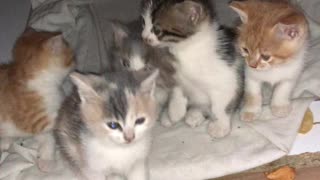 Kittens adorably pour out to say good morning