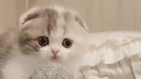 Baby Cats - Cute and Funny Cat playing with Hair Ball | Cutie Animal Overload #shorts